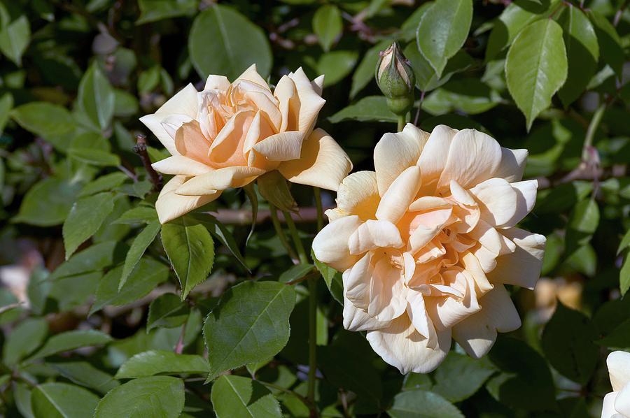 Rose (word Welcome). Floribunda Rose Photograph by Brian Gadsby/science Photo Library
