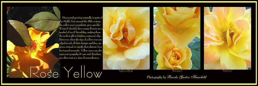 Rose Yellow Photo Collage and Text - Floral Photography and Art - Yellow Roses - Wide Format Photograph by Brooks Garten Hauschild