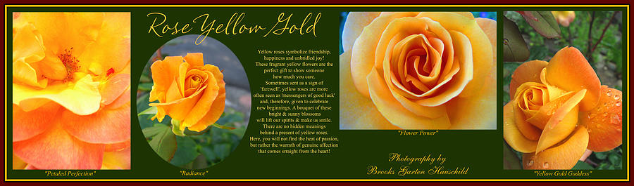 Yellow Gold Roses Photo Collage with TEXT - Rose Art and Photography - Images with Text Photograph by Brooks Garten Hauschild