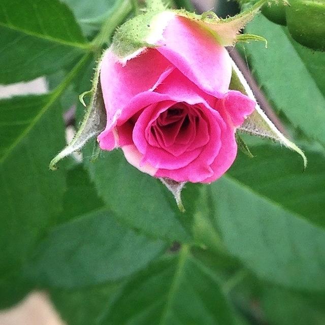 Nature Photograph - Rose (yes, Thats Obvious Haha) by Traci Law