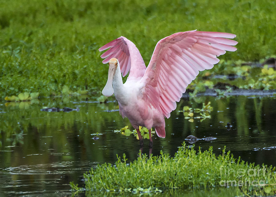 Roseate Photograph by Bruce Bain - Fine Art America