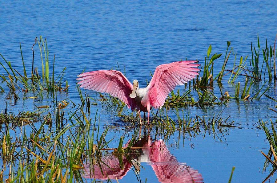 Spoonbill Photograph - Roseate Landing by Brian Manley