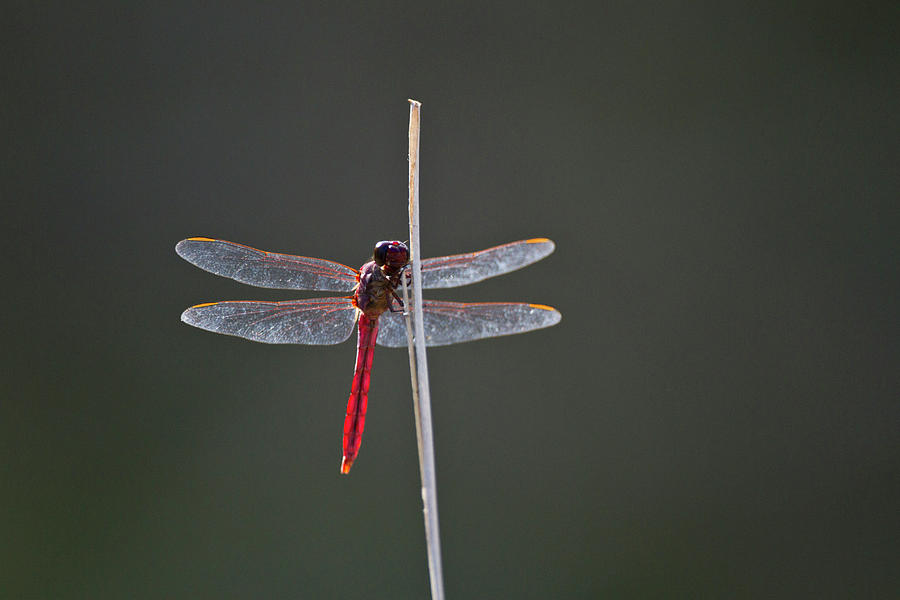 Dragonfly Photograph - Roseate Skimmer (orthemis Ferruginea by Larry Ditto Dragonfly Photograph - Roseate Skimmer (orthemis Ferruginea by Larry Ditto