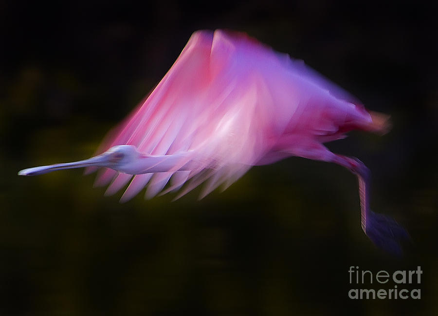 Roseate Spoonbill     #6205 Photograph by J L Woody Wooden