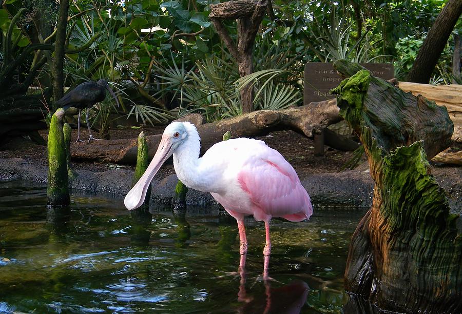 Roseate Spoonbill 2 Photograph by Warren Thompson