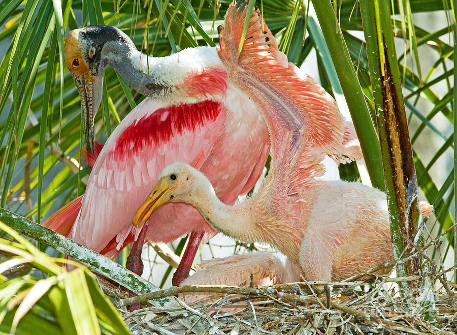 Roseate Spoonbill Adult And Nestlings Photograph by Millard H. Sharp