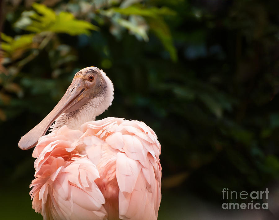 Roseate Spoonbill Photograph by Bianca Nadeau