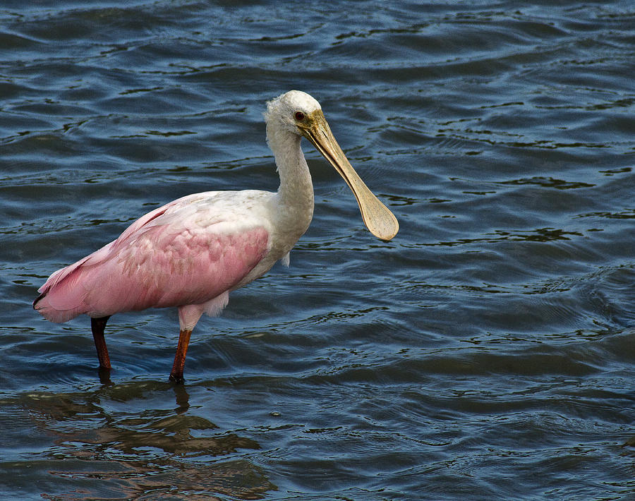 Roseate Spoonbill Photograph by Bill Barber