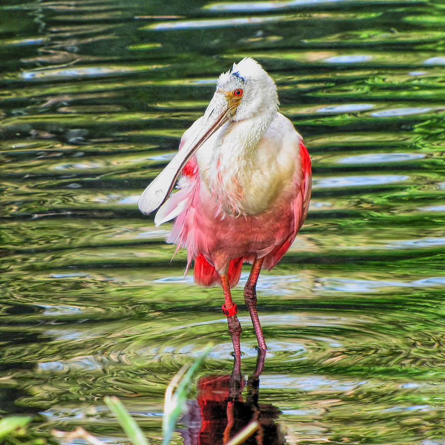 Roseate Spoonbill Photograph by C H Apperson