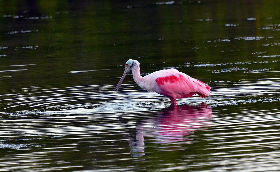 Roseate Spoonbill Photograph By Chris Tennis Fine Art America   Roseate Spoonbill Chris Tennis 