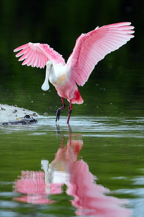 Spoonbill Photograph - Roseate Spoonbill by Clint Buhler