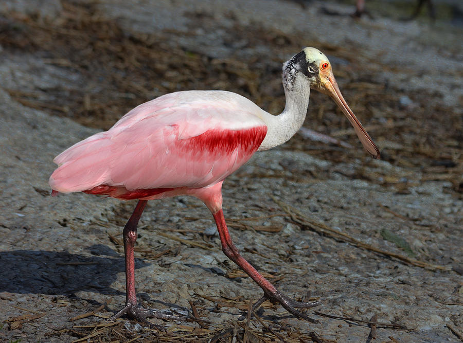 Roseate Spoonbill Photograph by Dick Hudson