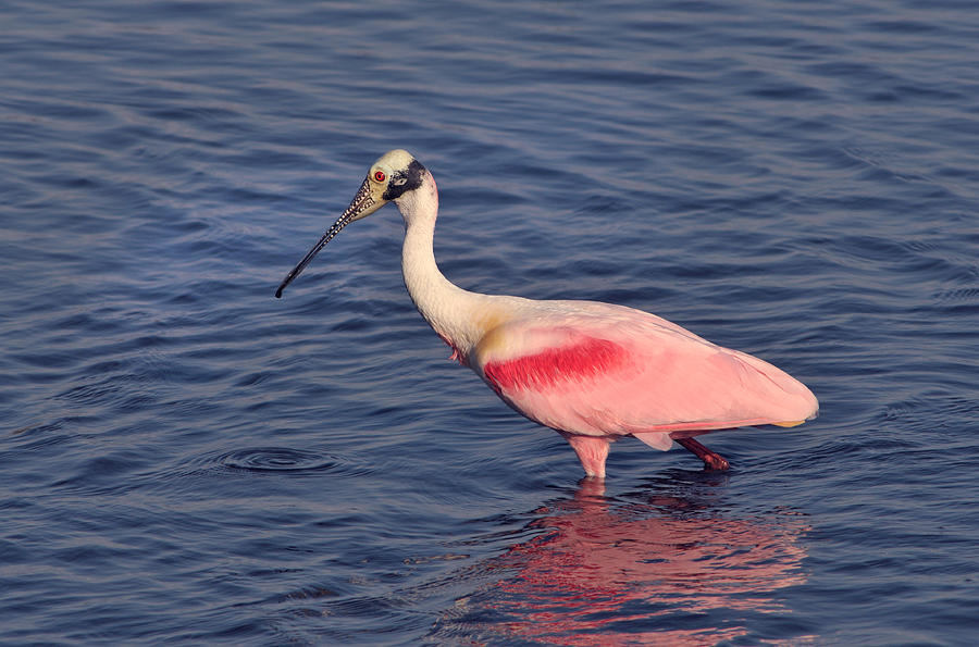 Roseate Spoonbill, Florida Photograph by Kenneth Murray - Fine Art America