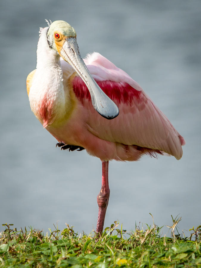 Roseate Spoonbill Photograph By Gabrielle Harrison - Fine Art America