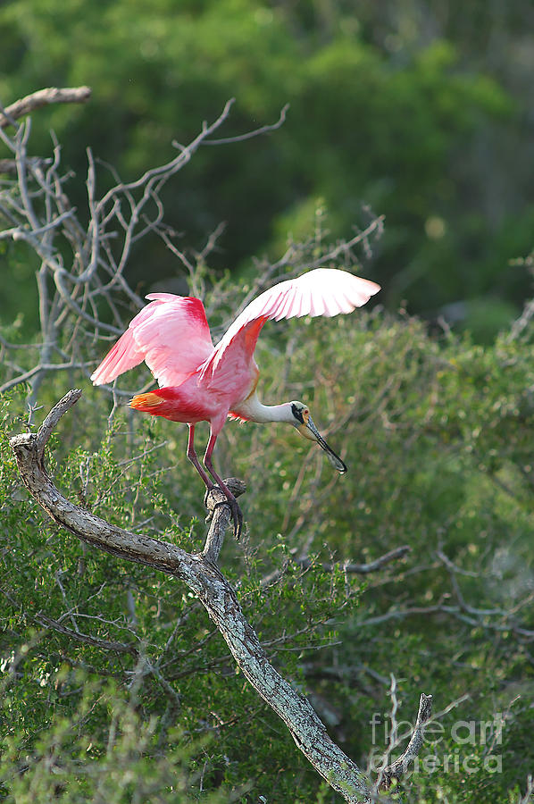 Animal Photograph - Roseate Spoonbill by Gregory G. Dimijian