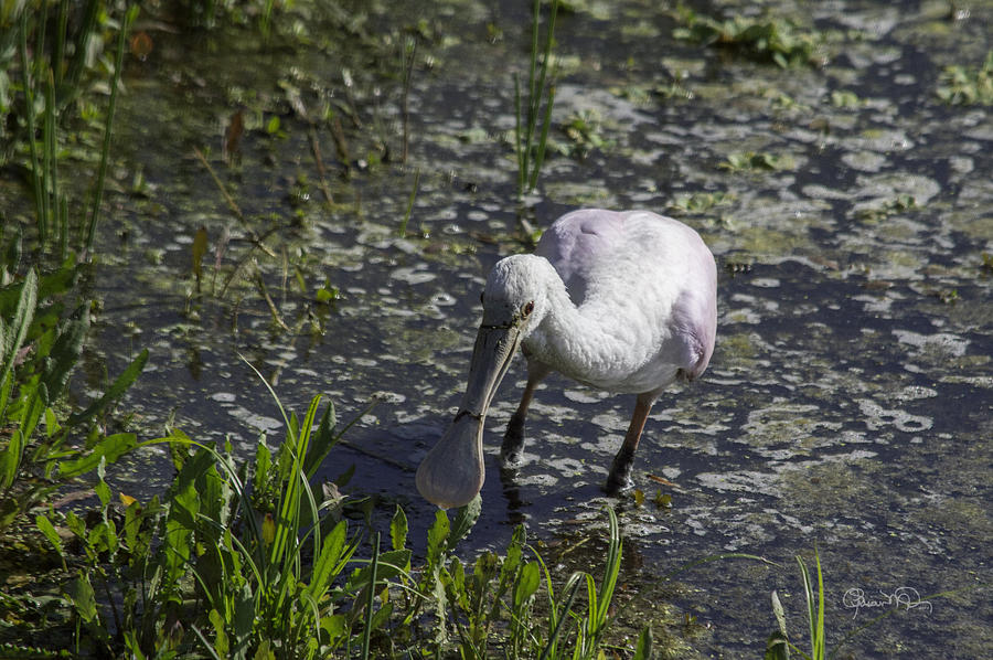 Roseate Spoonbill I Photograph by Susan Molnar