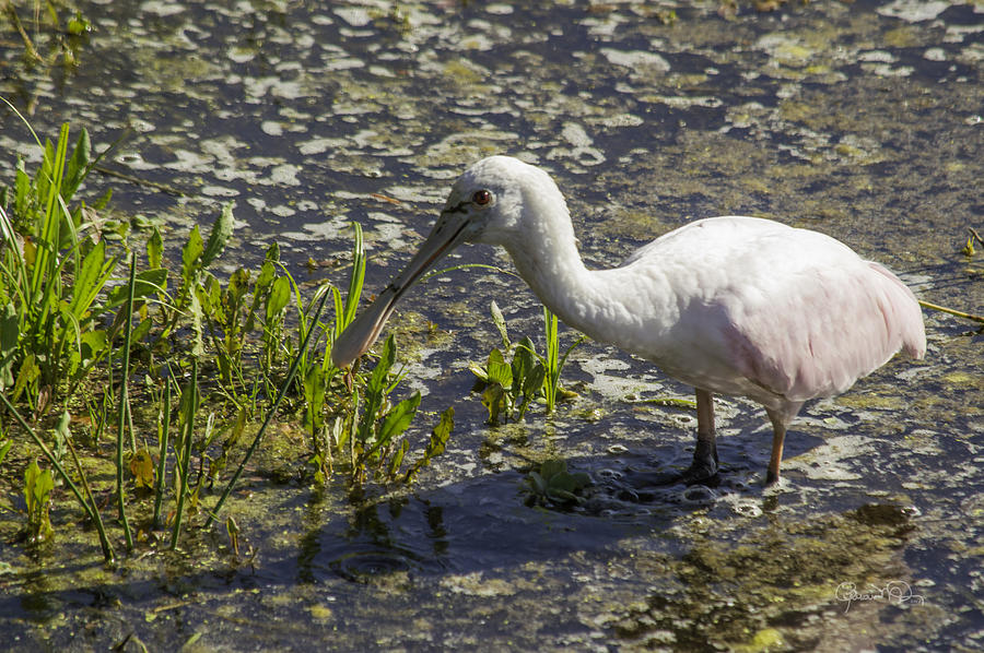 Roseate Spoonbill II Photograph by Susan Molnar