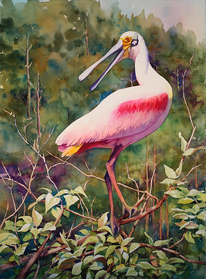 Bird Painting - Roseate Spoonbill III by Sue Zimmermann