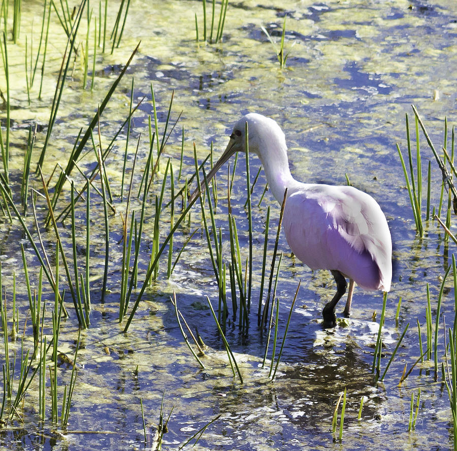 Roseate Spoonbill III Photograph by Susan Molnar