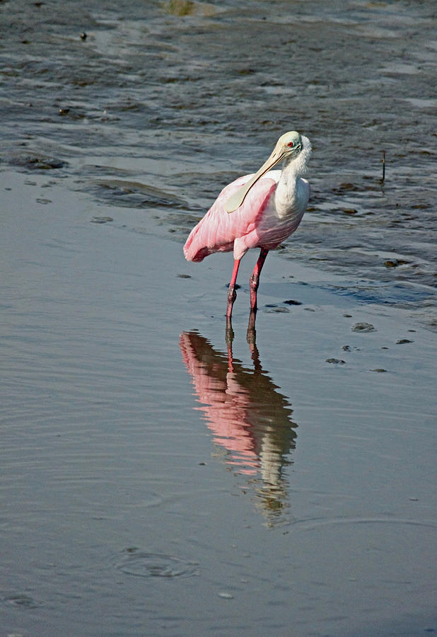 Roseate Spoonbill III Photograph by Suzanne Gaff - Fine Art America