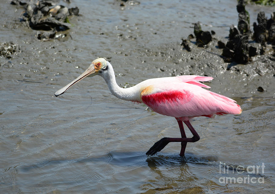 Roseate Spoonbill In Breeding Colors Photograph by Kathy Baccari