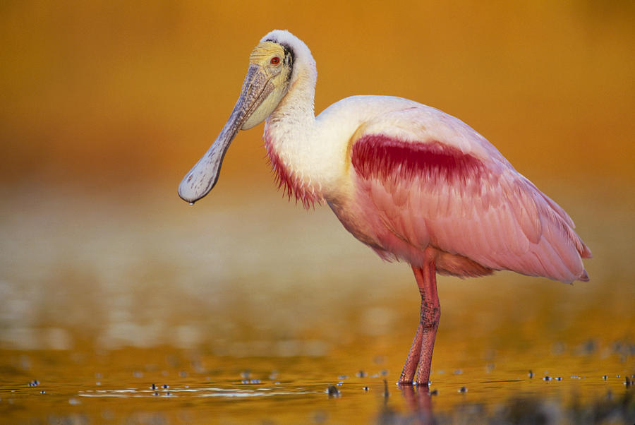 Roseate Spoonbill in Breeding Plumage Photograph by Tim Fitzharris