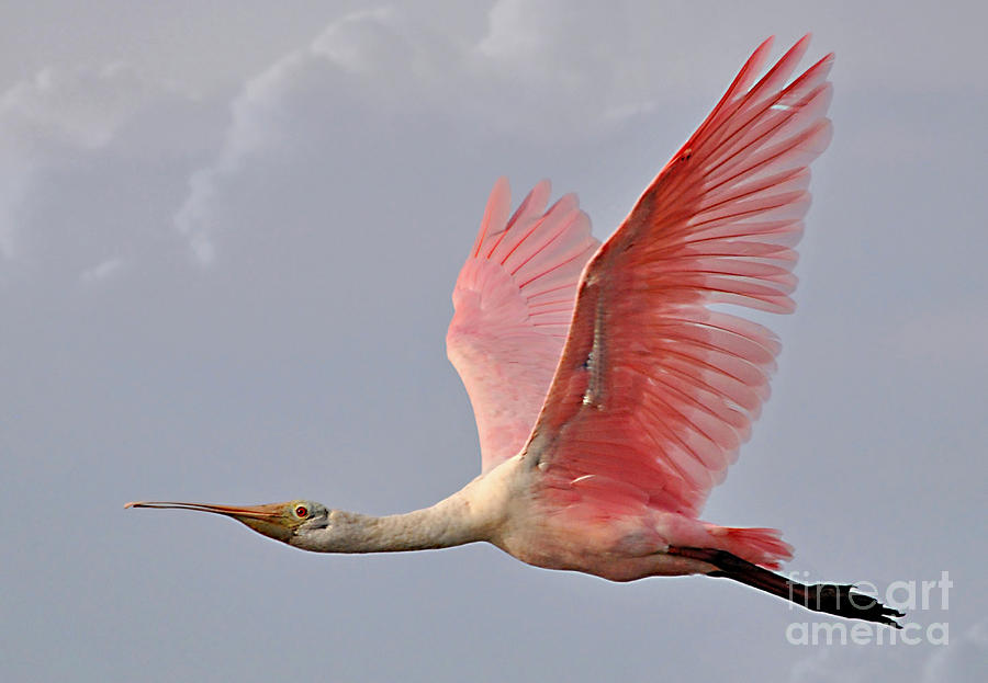 Bird Photograph - Roseate Spoonbill In Flight by Kathy Baccari