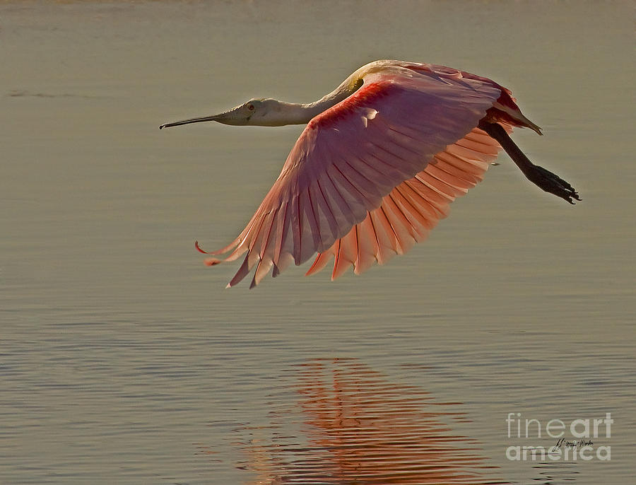 Roseate Spoonbill In Flight-Signed Photograph by J L Woody Wooden