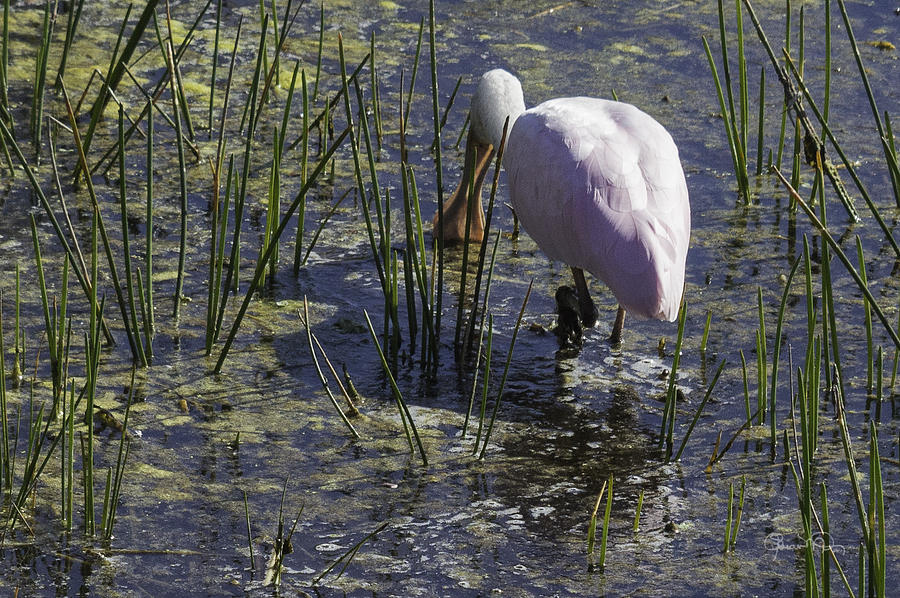 Roseate Spoonbill Iv Photograph