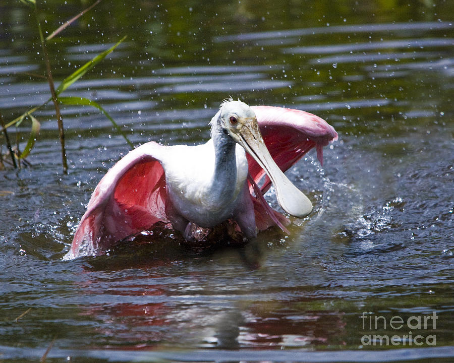 Roseate Spoonbill Photograph by John Greco