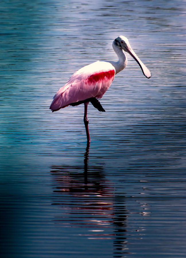 Roseate Spoonbill Photograph by Karen Wiles