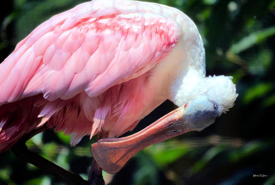 Roseate Spoonbill Photograph by Maria Urso