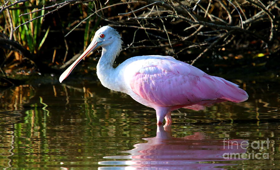 Roseate Spoonbill Photograph by Marty Fancy