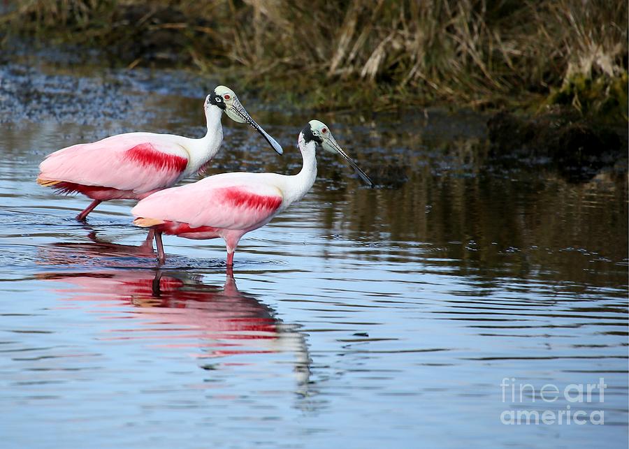 Cool Photograph - Roseate Spoonbill Mates by Sabrina L Ryan
