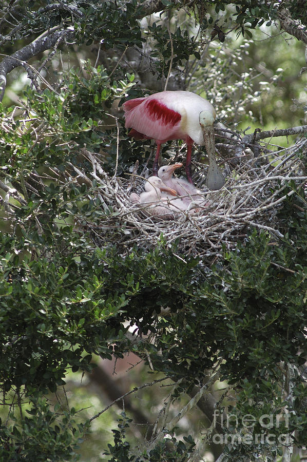 Roseate Spoonbill Nest Photograph by Gregory G. Dimijian