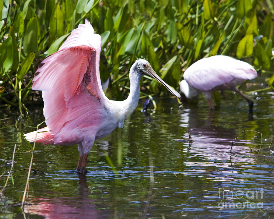 Roseate Spoonbill No.2 Photograph by John Greco