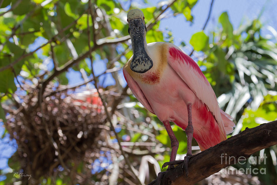 Bird Photograph - Roseate Spoonbill of Florida Guarding Her Nest by Rene Triay FineArt Photos
