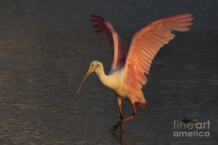 Roseate Spoonbill Photograph Photograph by Meg Rousher