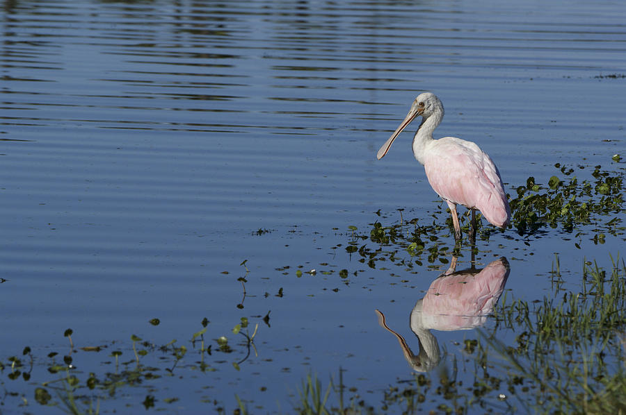 Roseate Spoonbill Reflection Photograph by Brian Kamprath