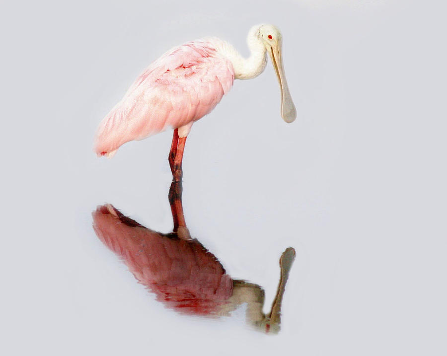Roseate Spoonbill Reflection Photograph by Paulette Thomas