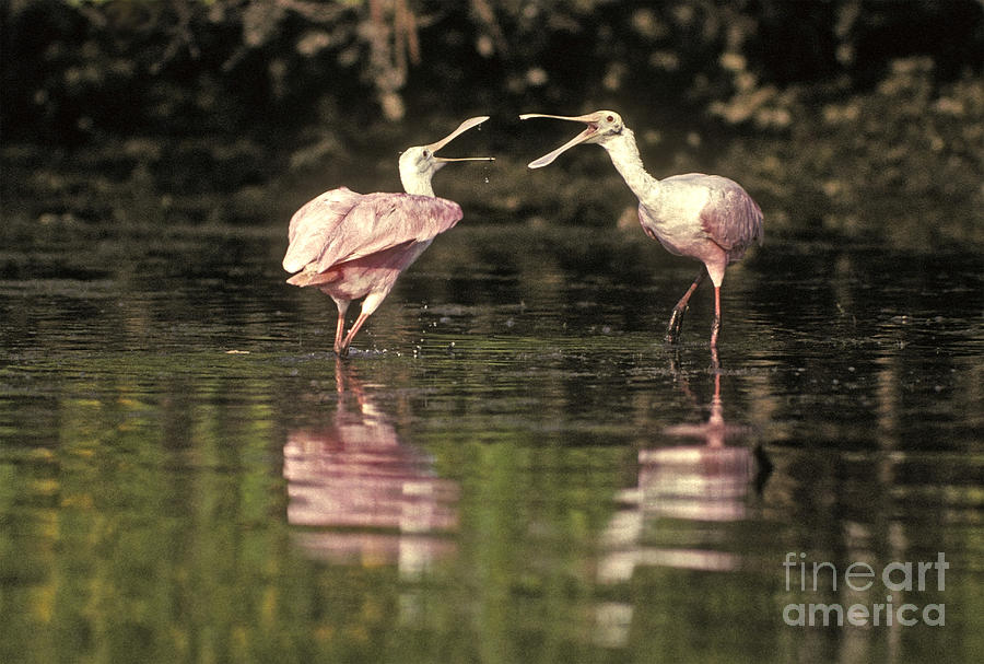 Spoonbill Photograph - Roseate Spoonbill by Ron Sanford