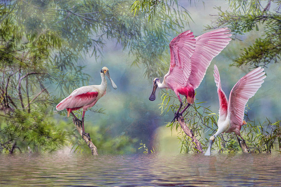 Roseate Spoonbills Photograph - Roseate Spoonbill Trio by Bonnie Barry