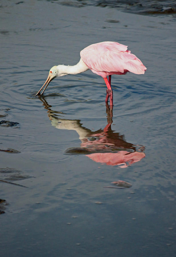 Roseate Spoonbill VII Photograph by Suzanne Gaff
