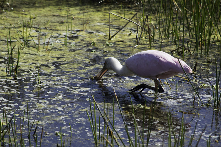 Roseate Spoonbill VIII Photograph by Susan Molnar