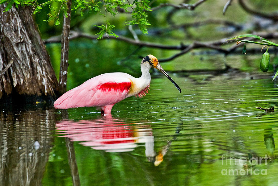 Wildlife Photograph - Roseate Spoonbill Wading by Anthony Mercieca