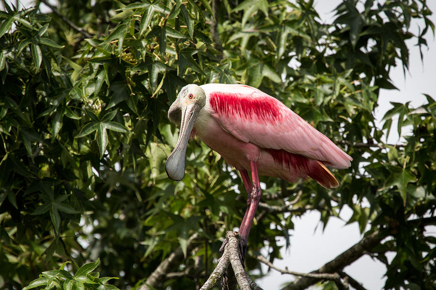Roseate Spoonbill  What Are You Looking At 2 Photograph by Gregory Daley  MPSA