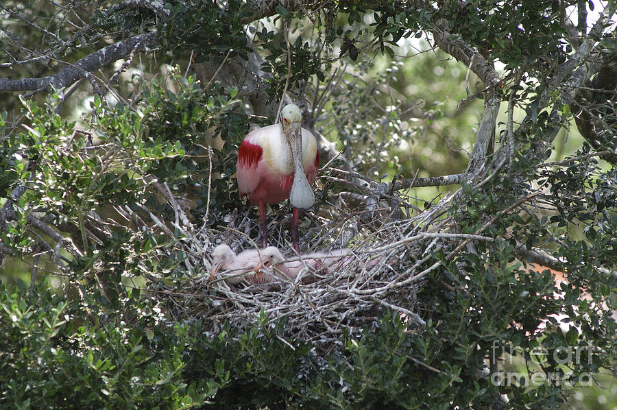 Roseate Spoonbill With Chicks Photograph by Gregory G. Dimijian
