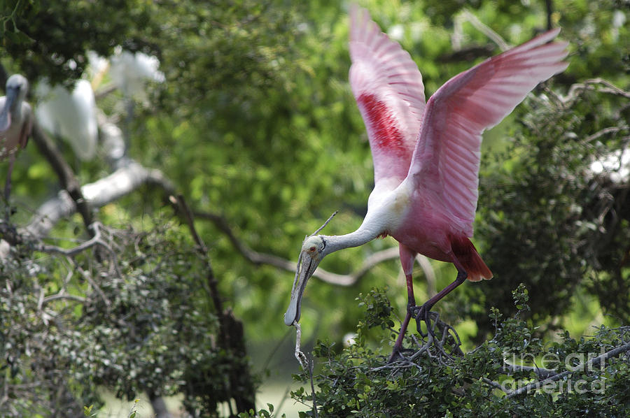Animal Photograph - Roseate Spoonbill With Stick For Nest by Gregory G. Dimijian