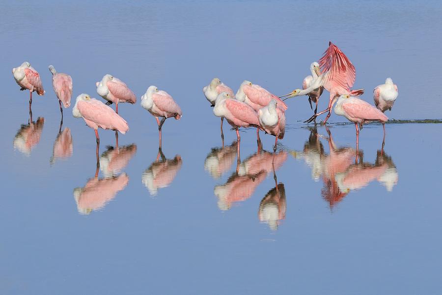 Roseate Spoonbill flock and reflections Photograph by Bradford Martin