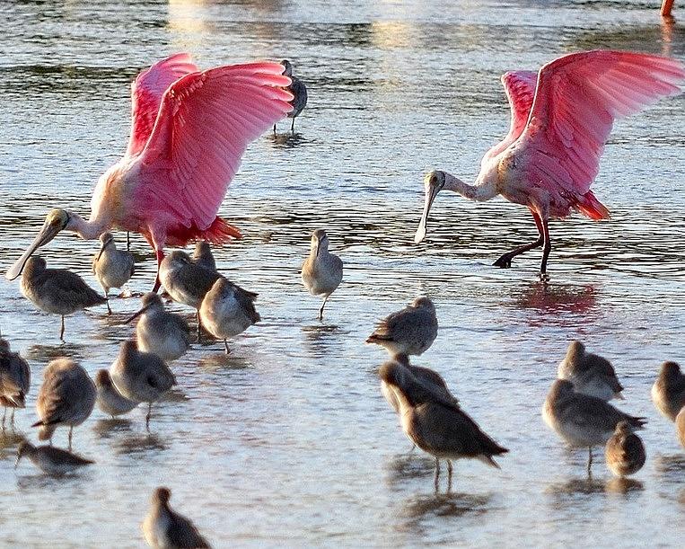 Nature Photograph - Roseate Spoonbills by Diana Berkofsky